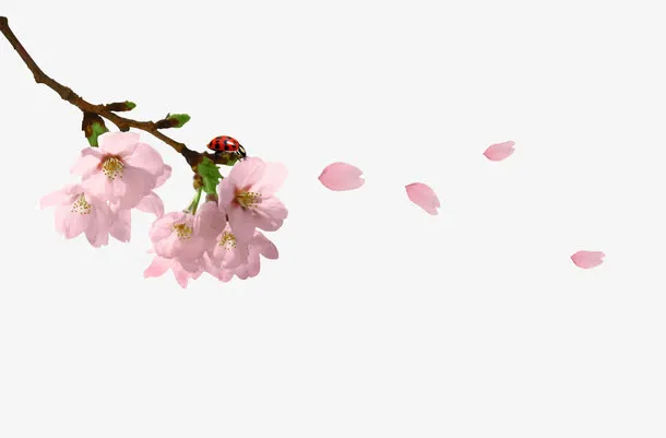 樱花花枝花瓣免抠