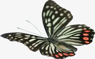 春天粉红色纹理蝴蝶免抠装饰动物元素