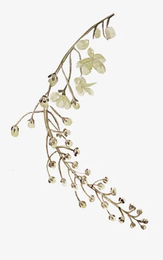 手绘棕色植物叶子免抠