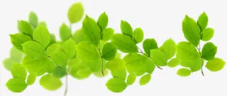 春季绿叶树枝装饰免抠