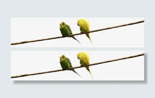 春天黄绿色可爱小鸟免抠