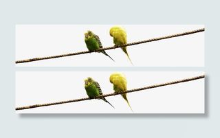 春天黄绿色可爱小鸟免抠