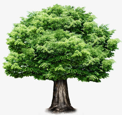 绿色春天大树植物免抠