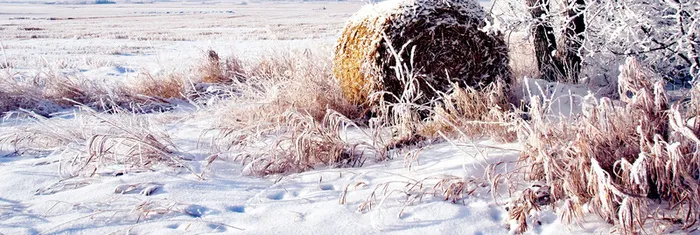 冬季雪地背景高清