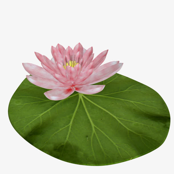 白莲花免抠