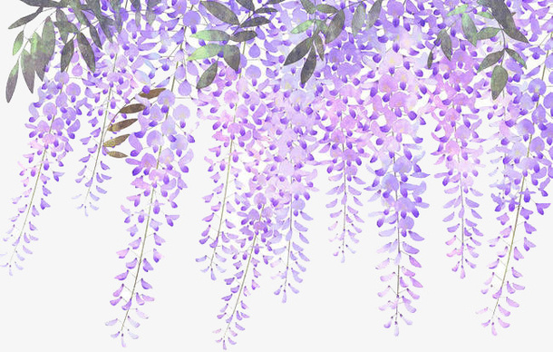 手绘淡紫色藤萝花免抠