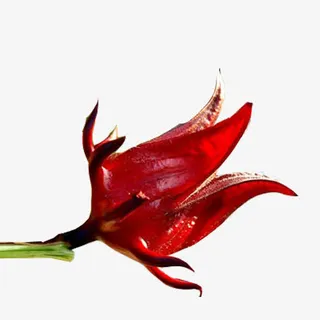 盛开的洛神花图片素材免抠