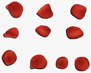 矢量手绘不同形状的花瓣免抠