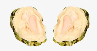 苦瓜片纹理免抠