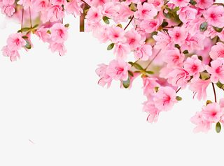 粉红的桃花PNG下载免抠