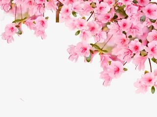 粉红的桃花PNG下载免抠