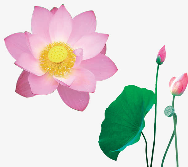 荷花免抠