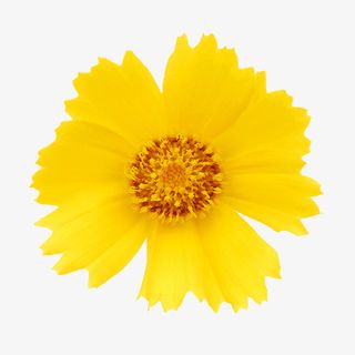 鲜花花卉鲜花矢量素材免抠