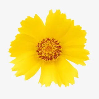 鲜花花卉鲜花矢量素材免抠