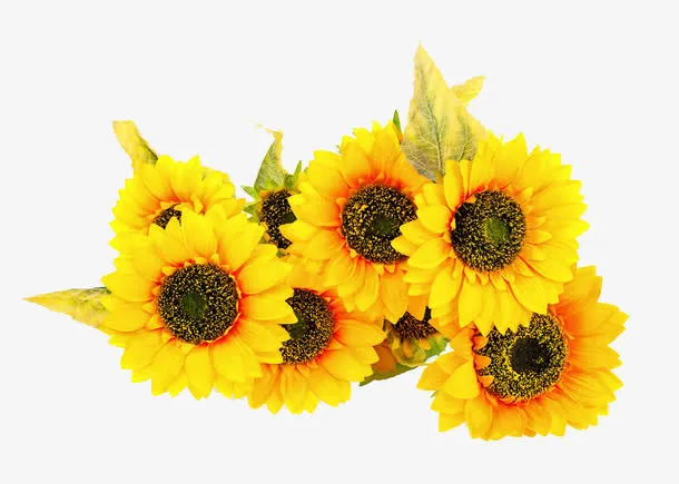 向日葵花免抠