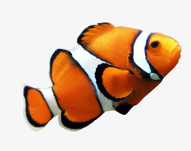 海底小丑鱼黄色免抠