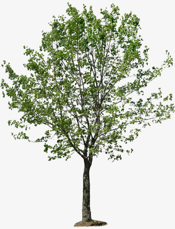 春天绿色树木免抠