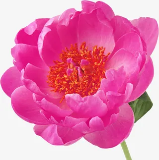 紫红色花朵免抠