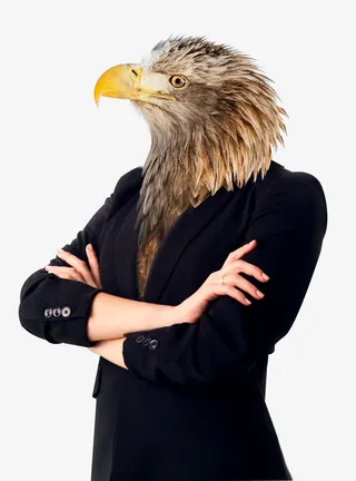 西服革履的鹰免抠