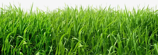 清新草地绿色草地免抠