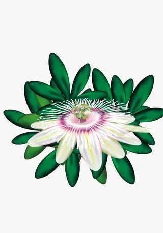 逼真西番莲花免抠