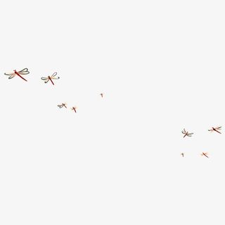 飞舞的蜻蜓免抠