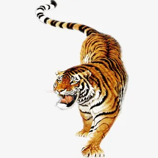 动物老虎免抠