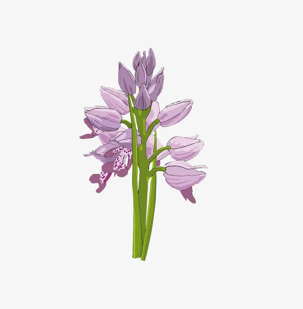 紫色的花免抠