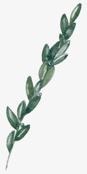 手绘叶子边框免抠