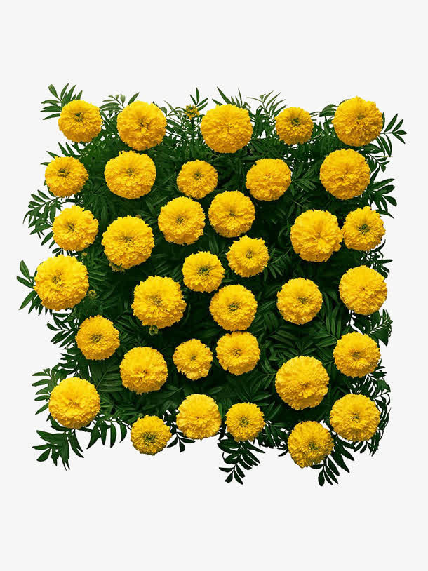 万寿菊花墙免抠