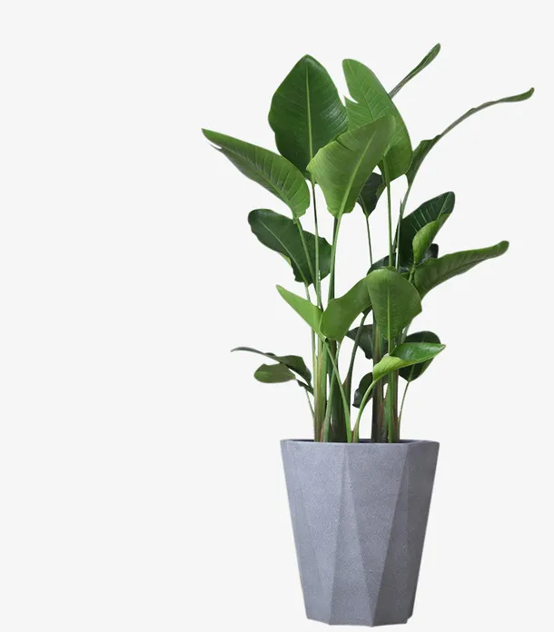绿色植物的灰色水泥花盆免抠