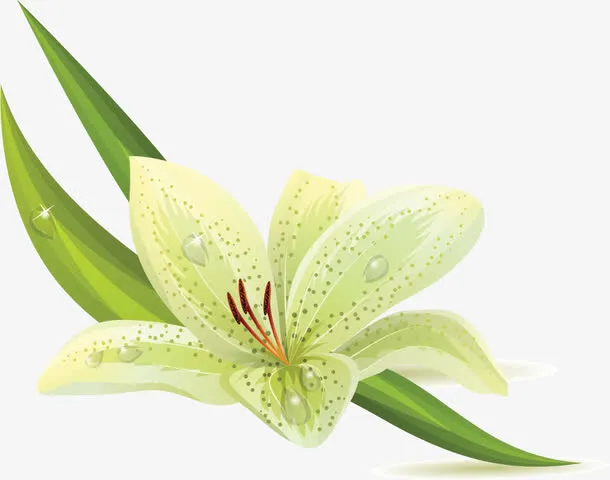 百合花边框素材图片免抠