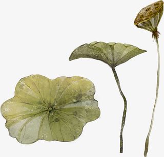 手绘荷叶莲藕免抠