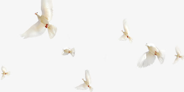 城市文明创建白鸽免抠