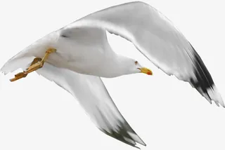 手绘动物虫鸟免抠