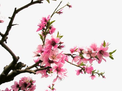 桃花指头开玩免抠