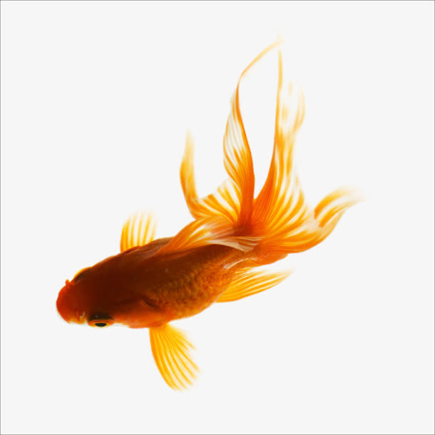 金鱼免抠