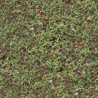 地上的草与落叶免抠