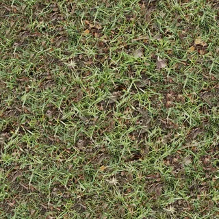 地上的草与落叶免抠