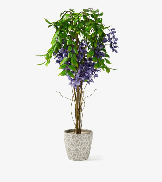紫藤花盆景免抠