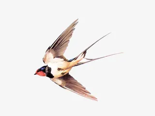 飞翔的燕子免抠