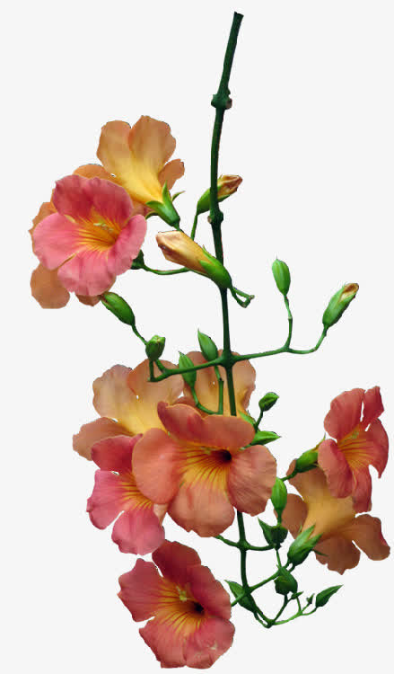 粉色鲜花免扣背景png图免抠