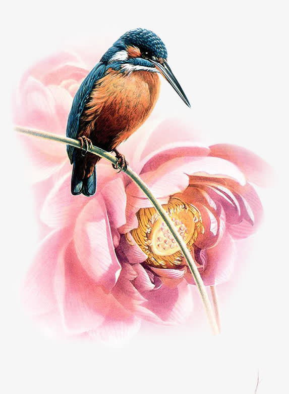 卡通飞鸟牡丹免抠