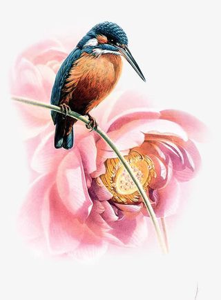 卡通飞鸟牡丹免抠