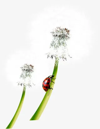 手绘白色蒲公英美景免抠