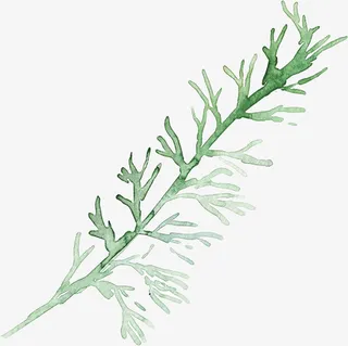 水彩树叶树枝免抠