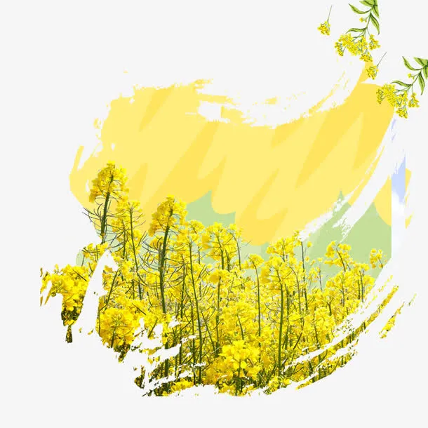 一片油菜花免抠