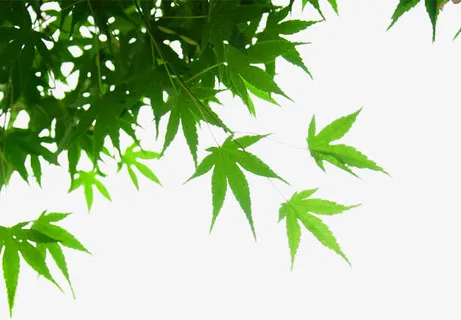 春天阳光下的绿叶免抠装饰植物元素