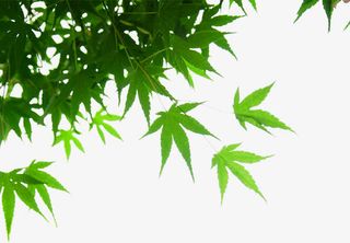 春天阳光下的绿叶免抠装饰植物元素