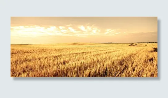 黄色 麦田 收割 小麦 夕阳 天空高清 黄色 麦田 收割 小麦 夕阳 天空高清